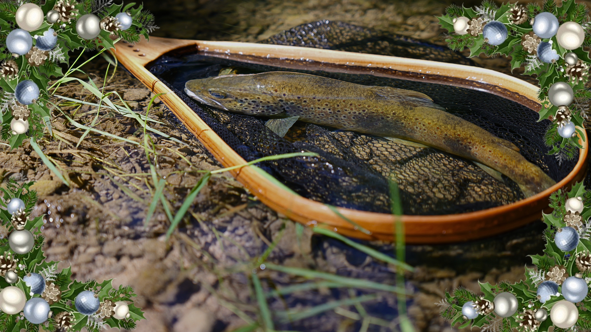 BLEU BLANC PÊCHE "SPÉCIAL NOËL"