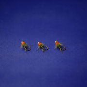 Nymphe "l'Emeraude" par 3.