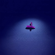 Larve le Wood-rack (x20)