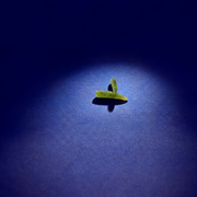 Larve le Wood-rack (x20)