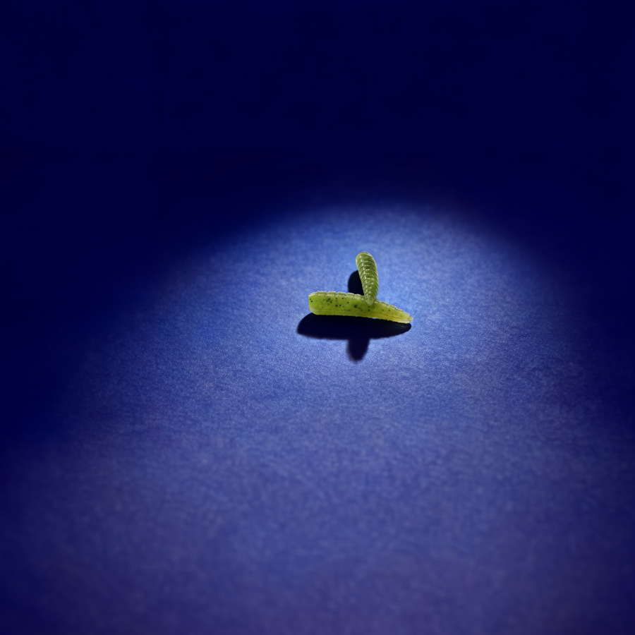 Larve le Wood-rack (x20)