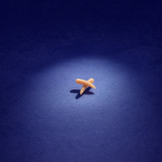 Larve le Wood-rack (x20)