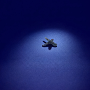 Larve le Wood-rack (x20)