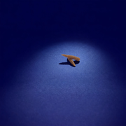 Larve le Wood-rack (x20)