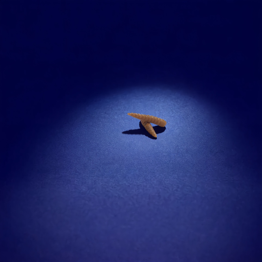 Larve le Wood-rack (x20)