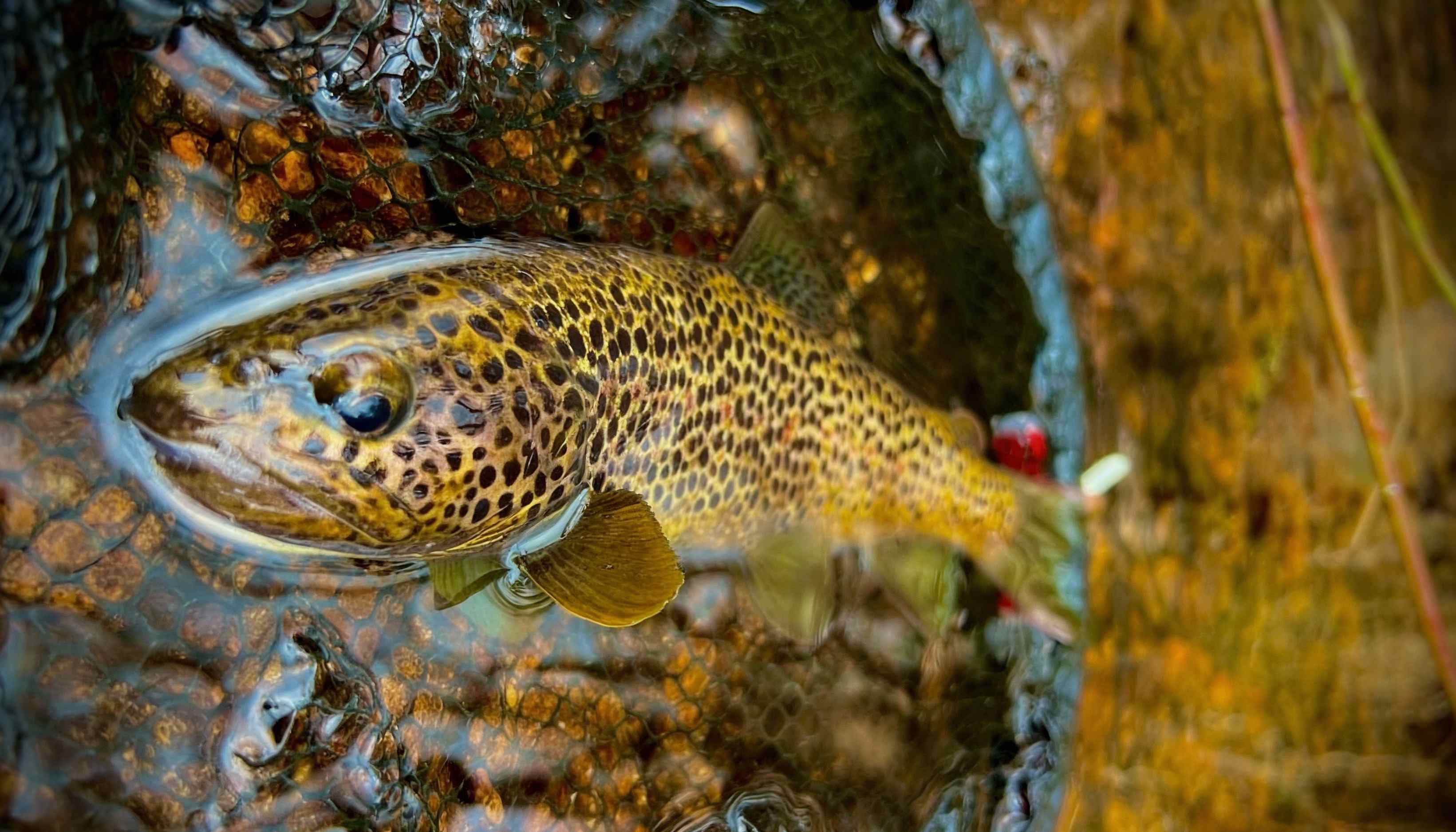 Truite Fario couchée à la lisière de l'eau dans une épuisette